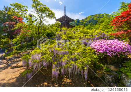 前山寺　藤の花の名所　「未完成の完成の塔」の三重塔 126130053