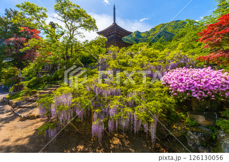 前山寺　藤の花の名所　「未完成の完成の塔」の三重塔 126130056