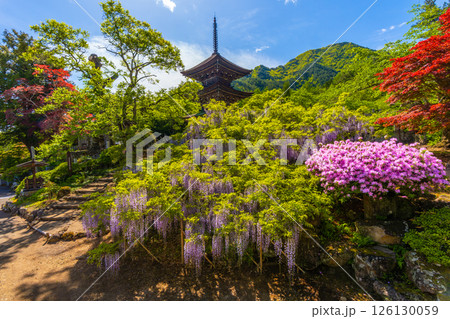 前山寺 藤の花の名所 「未完成の完成の塔」の三重塔 前山寺 藤の花の名所 「未完成の完成の塔」の三重塔 126130059