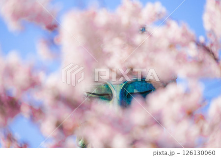 鎌倉の大仏と満開の桜 126130060