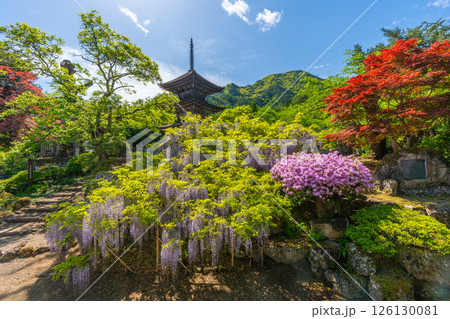 前山寺 藤の花の名所 「未完成の完成の塔」の三重塔 前山寺 藤の花の名所 「未完成の完成の塔」の三重塔 126130081