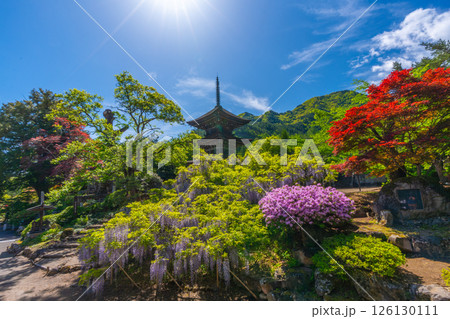 前山寺　藤の花の名所　「未完成の完成の塔」の三重塔 126130111