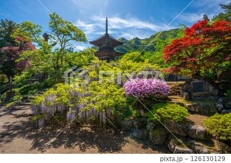 前山寺 藤の花の名所 「未完成の完成の塔」の三重塔 前山寺 藤の花の名所 「未完成の完成の塔」の三重塔 126130129