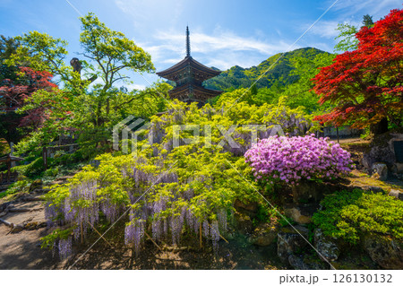 前山寺　藤の花の名所　「未完成の完成の塔」の三重塔 126130132