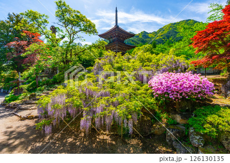 前山寺　藤の花の名所　「未完成の完成の塔」の三重塔 126130135