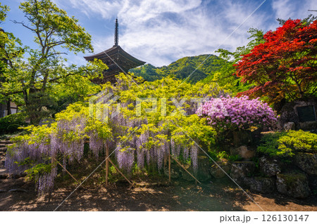前山寺　藤の花の名所　「未完成の完成の塔」の三重塔 126130147