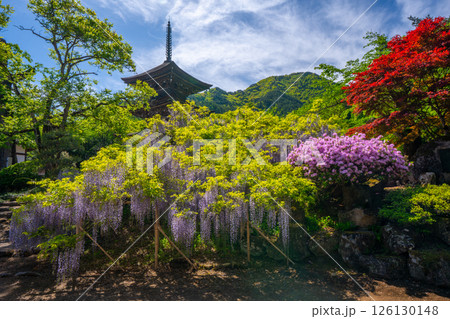 前山寺　藤の花の名所　「未完成の完成の塔」の三重塔 126130148