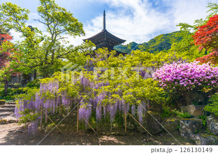 前山寺 藤の花の名所 「未完成の完成の塔」の三重塔 前山寺 藤の花の名所 「未完成の完成の塔」の三重塔 126130149