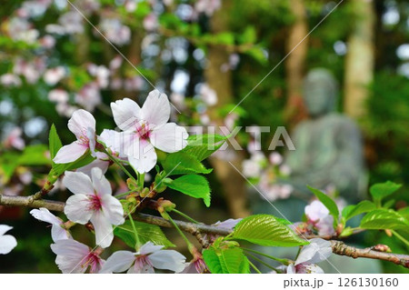 乙宝寺のきのと桜（新潟県） 126130160