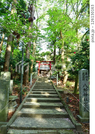 乙宝寺のきのと桜（新潟県） 126130163