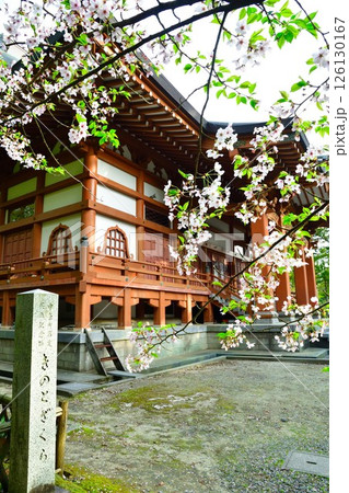 乙宝寺のきのと桜（新潟県） 126130167