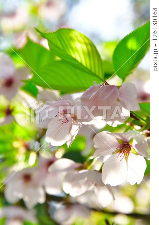 乙宝寺のきのと桜（新潟県） 126130168