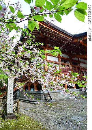 乙宝寺のきのと桜（新潟県） 126130169