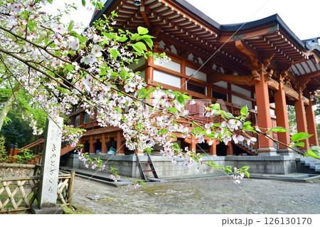 乙宝寺のきのと桜（新潟県） 126130170
