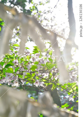 乙宝寺のきのと桜（新潟県） 126130186