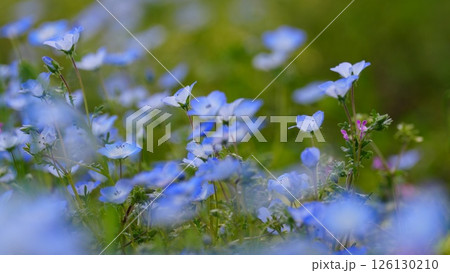 青いネモフィラが八広水辺公園に咲き誇る 126130210