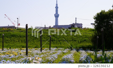 八広水辺公園から見たスカイツリーとネモフィラ 八広水辺公園から見たスカイツリーとネモフィラ 126130212