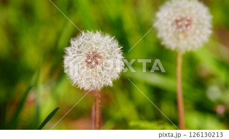 白いタンポポの綿毛 白いタンポポの綿毛 126130213