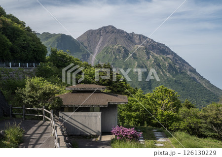 仁田峠　ツツジ　雲仙仁田峠 126130229