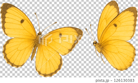黃色蝴蝶圖 黃色蝴蝶圖 126130383