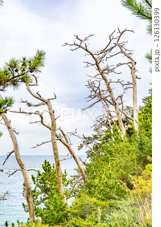 龍舞崎　松枯れの白いオブジェ　日本最大級の海食崖　気仙沼大島の最南端 126130399