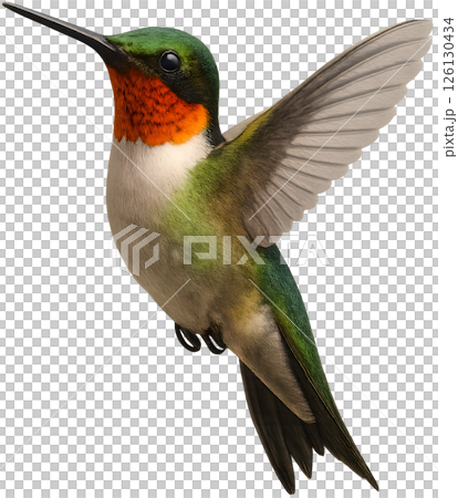 Hummingbird illustration Hummingbird illustration 126130434