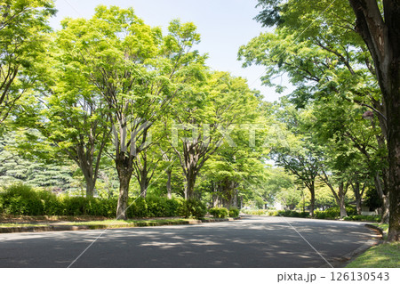 新緑の公園 126130543