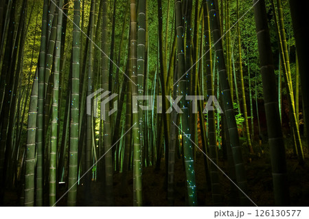 Bamboo grove light up at night in Kodaiji temple, Kyoto, Japan. Bamboo grove light up at night in Kodaiji temple, Kyoto, Japan. 126130577