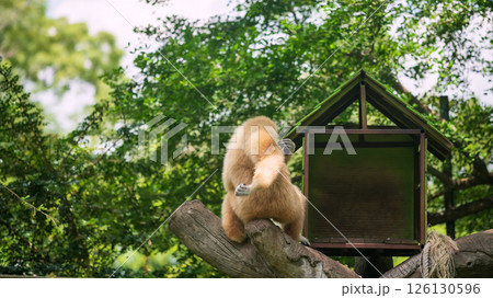 male brown gibbon scratch its bank and arm on tree trunk at zoo 126130596