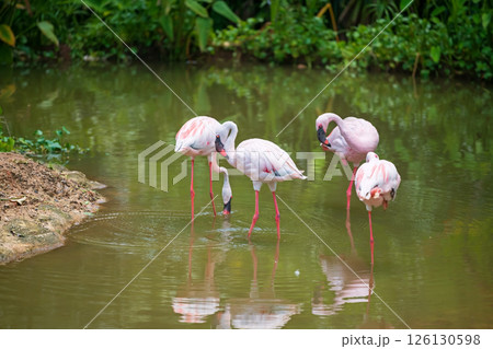 pink flamingo flock or flamingos in lake over lake in zoo 126130598
