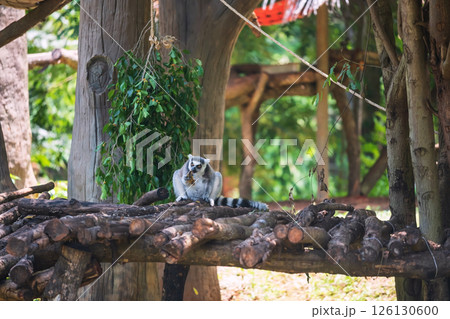 Ring-tailed lemur catta eat banana on wooden litter at zoo 126130600