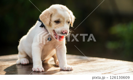 Adorable smiling puppy creamy dog portrait with sunset light 126130609