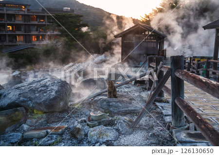 Cute tabby cat at mount Unzen Hell valley at sunset, Nagasaki Cute tabby cat at mount Unzen Hell valley at sunset, Nagasaki 126130650