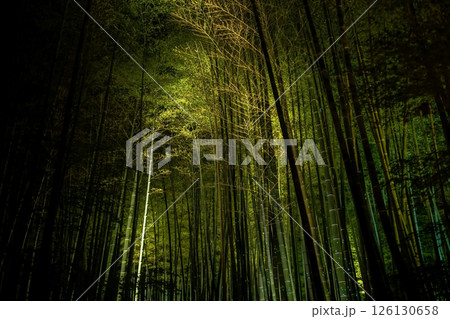 Beautiful view of bamboo grove light up at night in Kodaiji temple, Kyoto Beautiful view of bamboo grove light up at night in Kodaiji temple, Kyoto 126130658