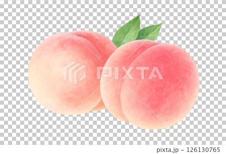 Peach illustration watercolor white peach peach 126130765