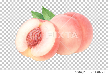 Peach illustration watercolor white peach peach Peach illustration watercolor white peach peach 126130775
