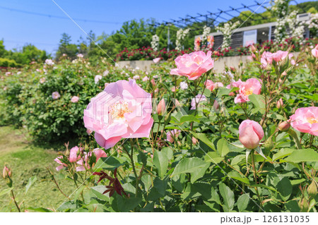 デビットオースチンイングリッシュガーデン　満開のローズガーデン 126131035