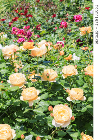 デビットオースチンイングリッシュガーデン　満開のローズガーデン 126131051