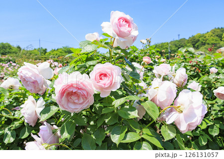 デビットオースチンイングリッシュガーデン　満開のローズガーデン 126131057