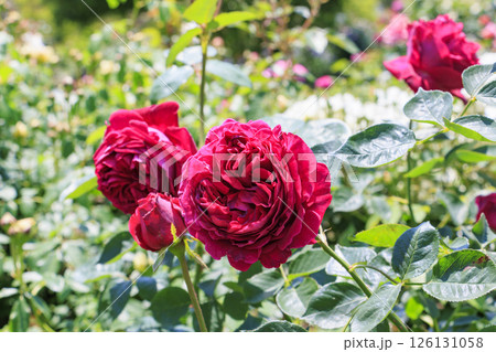 デビットオースチンイングリッシュガーデン　満開のローズガーデン 126131058