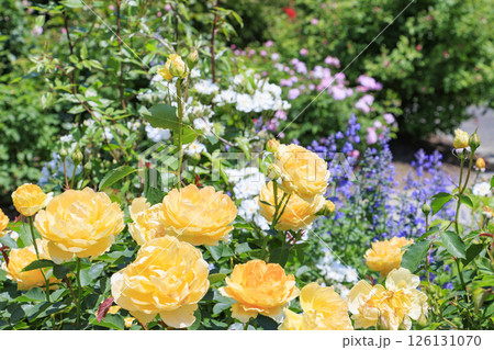 デビットオースチンイングリッシュガーデン　満開のローズガーデン 126131070