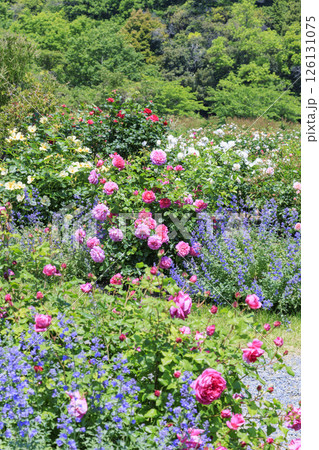 デビットオースチンイングリッシュガーデン　満開のローズガーデン 126131075