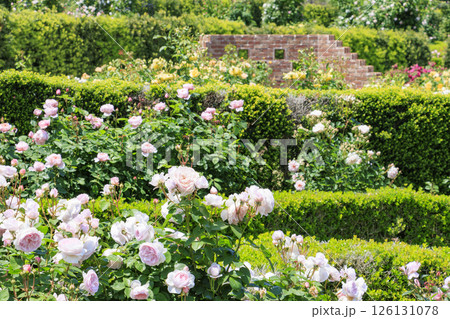 デビットオースチンイングリッシュガーデン　満開のローズガーデン 126131078