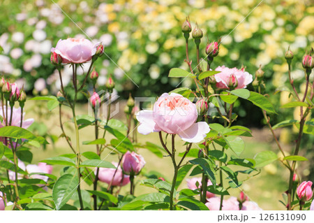 デビットオースチンイングリッシュガーデン　満開のローズガーデン 126131090