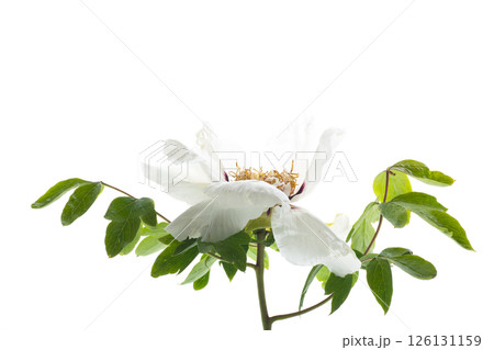 White large peony close-up on a white background White large peony close-up on a white background 126131159