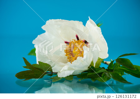 White peony flower on blue texture White peony flower on blue texture 126131172