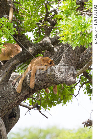 African lion rests in a tree really hot day African lion rests in a tree really hot day 126131192