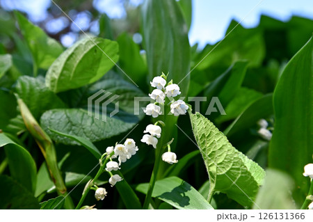 スズラン 126131366