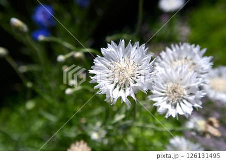 ヤグルマギク ヤグルマギク 126131495