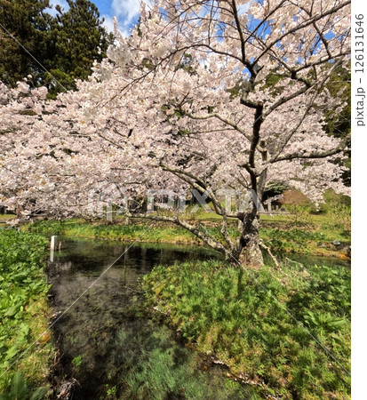 桜満開の小川 桜満開の小川 126131646